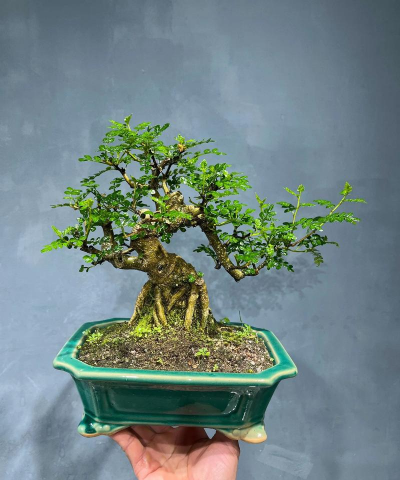 老人养什么盆景 老人养什么盆景