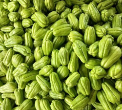 绿皮佛手瓜 绿皮佛手瓜