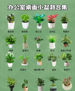 10cm小花盆养什么花 10cm小花盆养什么花