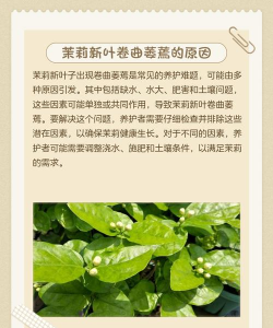 花的叶子为什么会卷曲 花的叶子为什么会卷曲