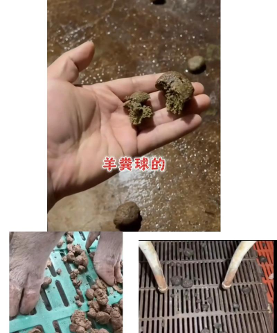 猪拉稀不吃食怎么治疗 猪拉稀不吃食怎么治疗