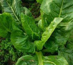 君达菜种植时间和方法 君达菜种植时间和方法