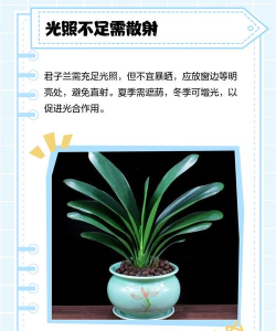 君子兰的叶子为什么 君子兰的叶子为什么