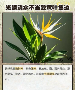 天堂鸟黄叶了怎么办 天堂鸟黄叶了怎么办