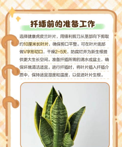 扦插虎皮兰快速生根法 扦插虎皮兰快速生根法