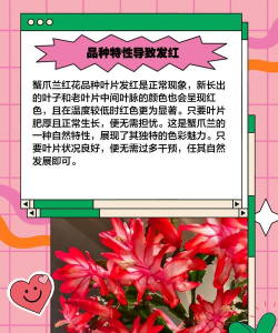 为什么蟹爪兰新叶发红 为什么蟹爪兰新叶发红