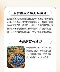 盆栽蓝莓的养殖方法和注意事项 盆栽蓝莓的养殖方法和注意事项