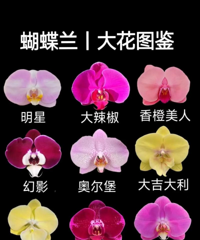 蝴蝶兰什么品种好 蝴蝶兰什么品种好