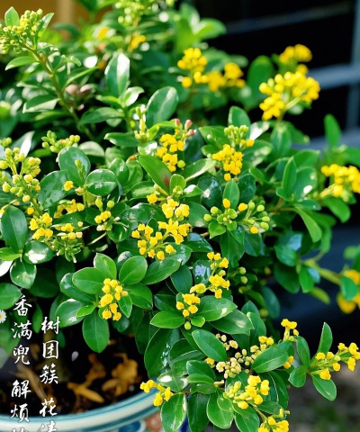 我家的米兰为什么不开花 我家的米兰为什么不开花