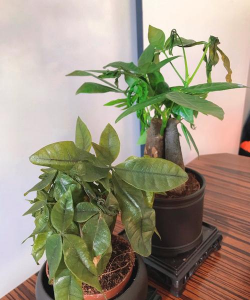 发财树怕冻吗 发财树怕冻吗