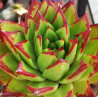 多肉口红的养殖方法和注意事项 多肉口红的养殖方法和注意事项