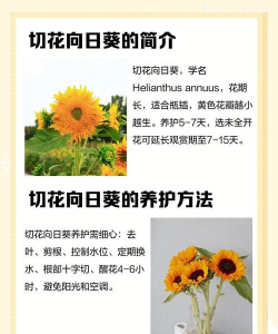 向日葵鲜切花快速开花 向日葵鲜切花快速开花