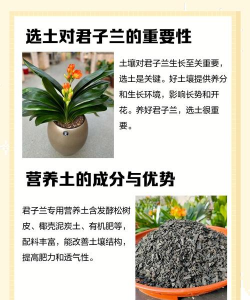 君子兰植料怎样配,植料和土的比例是多少 君子兰植料怎样配,植料和土的比例是多少