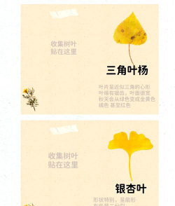 树叶什么组成的 树叶什么组成的