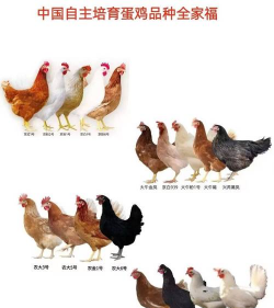 产蛋率高的土鸡品种 产蛋率高的土鸡品种