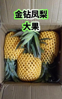 如何养凤梨 如何养凤梨