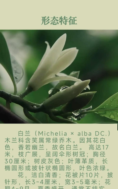 白兰是什么 白兰是什么