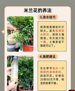 米兰的养护技巧 米兰的养护技巧