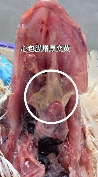 鹌鹑禽流感的症状及治疗方法 鹌鹑禽流感的症状及治疗方法