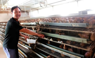 鹌鹑难产解决办法 鹌鹑难产解决办法