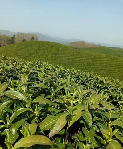 毛尖茶产地是什么地方 毛尖茶产地是什么地方