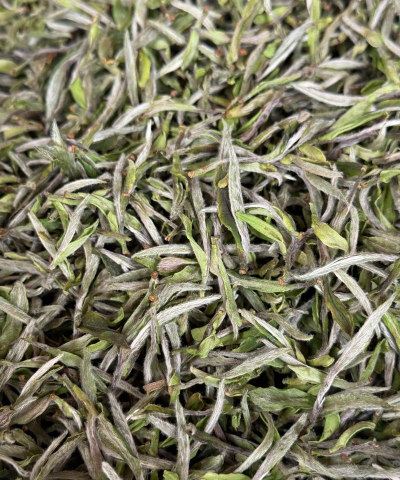 白茶产量高吗 白茶产量高吗