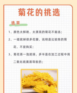 菊花茶怎么泡 菊花茶怎么泡