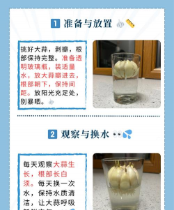 如何做大蒜水培 如何做大蒜水培