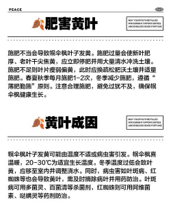 幌伞枫为什么会掉叶子 幌伞枫为什么会掉叶子