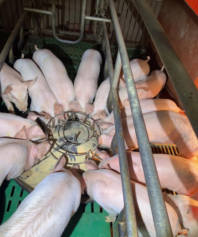 小猪断奶多少天可以卖 小猪断奶多少天可以卖