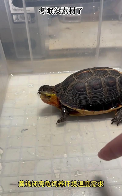 黄龟养殖方法和注意事项 黄龟养殖方法和注意事项