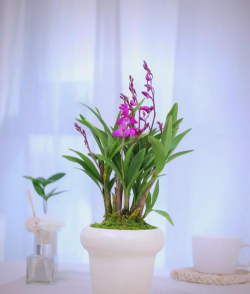 洋兰花养殖方法和注意事项 洋兰花养殖方法和注意事项