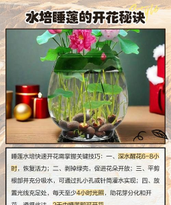 睡莲的养殖方法和注意事项 睡莲的养殖方法和注意事项