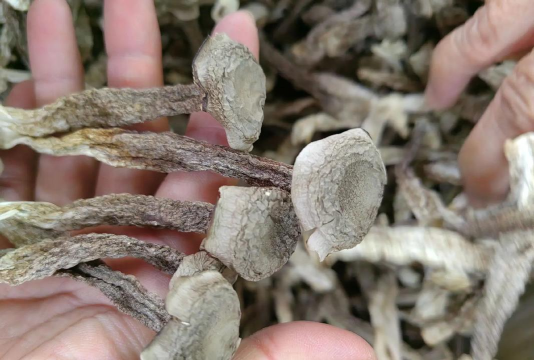 2024年鹿茸菌多少钱一斤 2024年鹿茸菌多少钱一斤