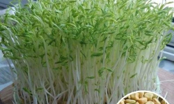 松柳菜怎么种 松柳菜怎么种