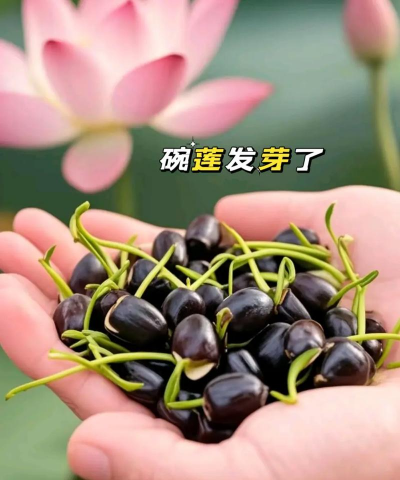 莲花怎么种植 莲花怎么种植
