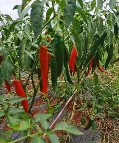 美人椒种植栽培技术 美人椒种植栽培技术