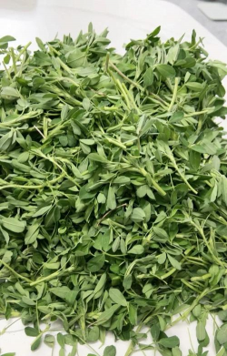 苜蓿草在农村叫什么 苜蓿草在农村叫什么