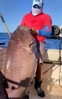 最大的石斑鱼有多大 最大的石斑鱼有多大