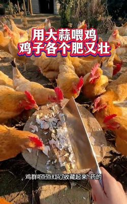 大蒜养鸡多久喂一次 大蒜养鸡多久喂一次