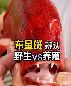 东星斑养殖和野生的区别 东星斑养殖和野生的区别