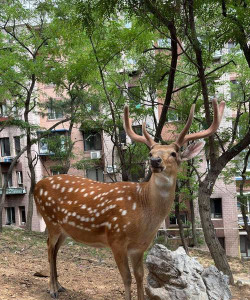 梅花鹿多少钱一只 梅花鹿多少钱一只