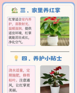 红掌为什么不能养在家里 红掌为什么不能养在家里