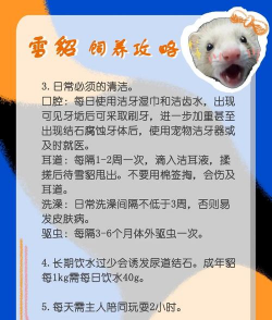 雪貂的日常保健 雪貂的日常保健