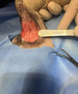 雪貂传染病 雪貂传染病