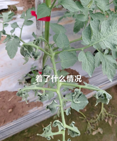 如何有效治疗番茄青枯病 如何有效治疗番茄青枯病