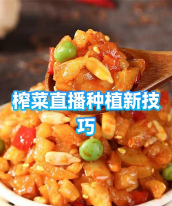 北方榨菜种植时间和方法 北方榨菜种植时间和方法