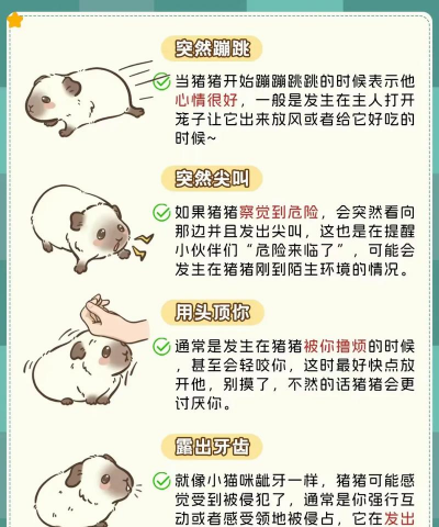 猪怎么饲养 猪怎么饲养