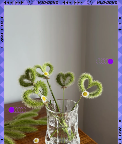 狗尾草在家怎么种 狗尾草在家怎么种