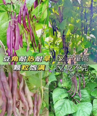 豇豆八月份可不可以种 豇豆八月份可不可以种